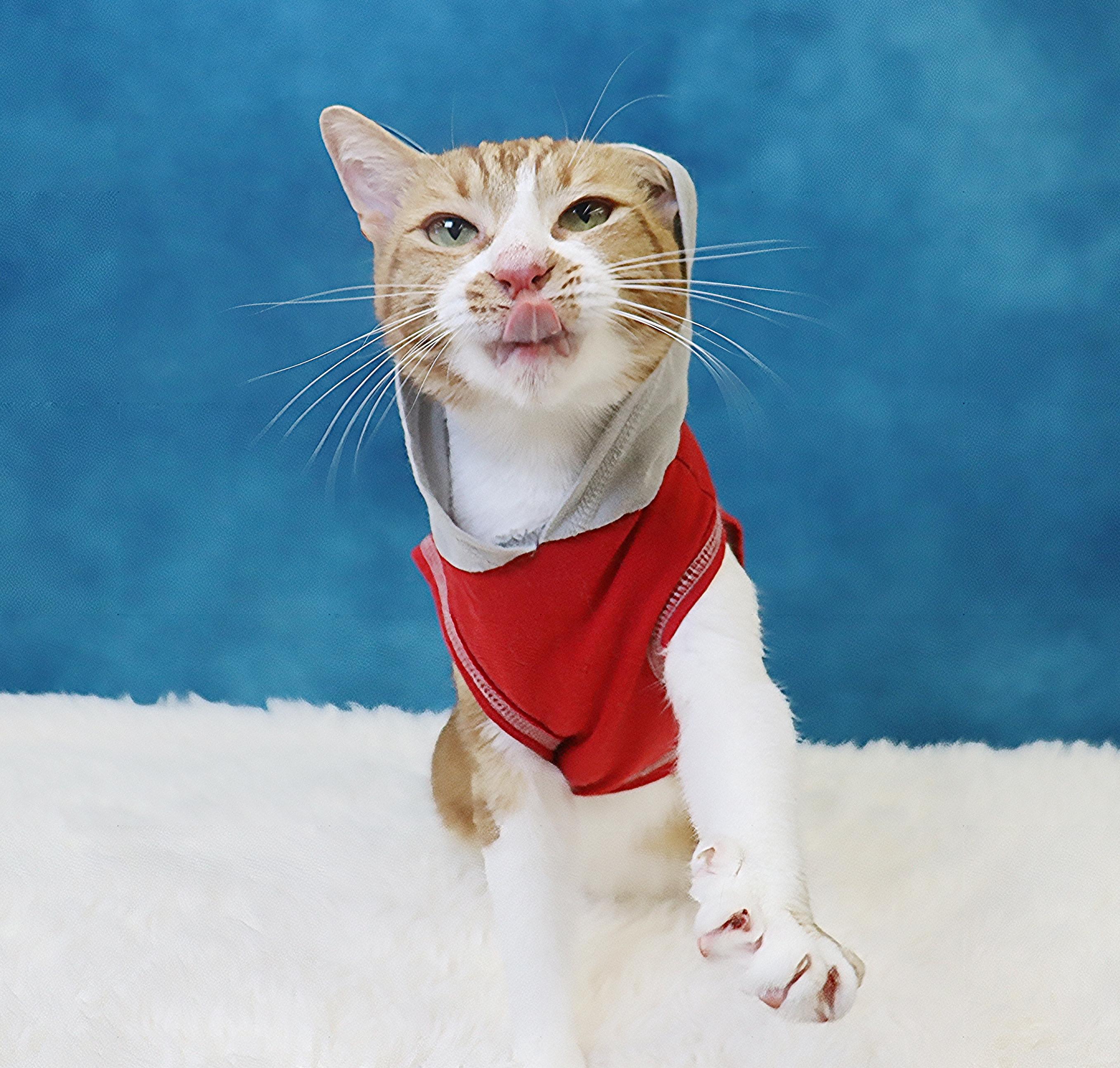 Biggio - Silly, Fun and Flirty - Total Character, Adoptable, Adult Male Domestic Short Hair.