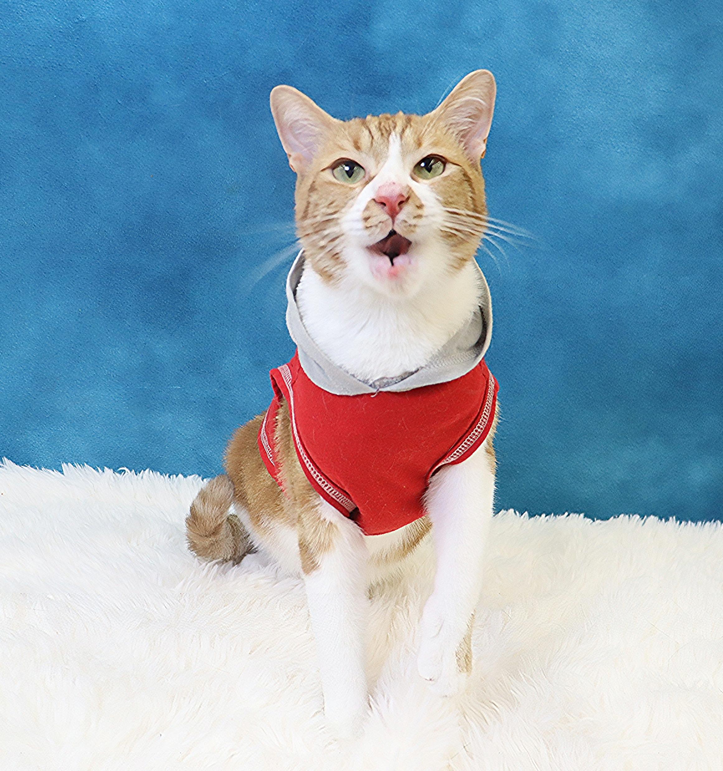 Biggio - Silly, Fun and Flirty - Total Character