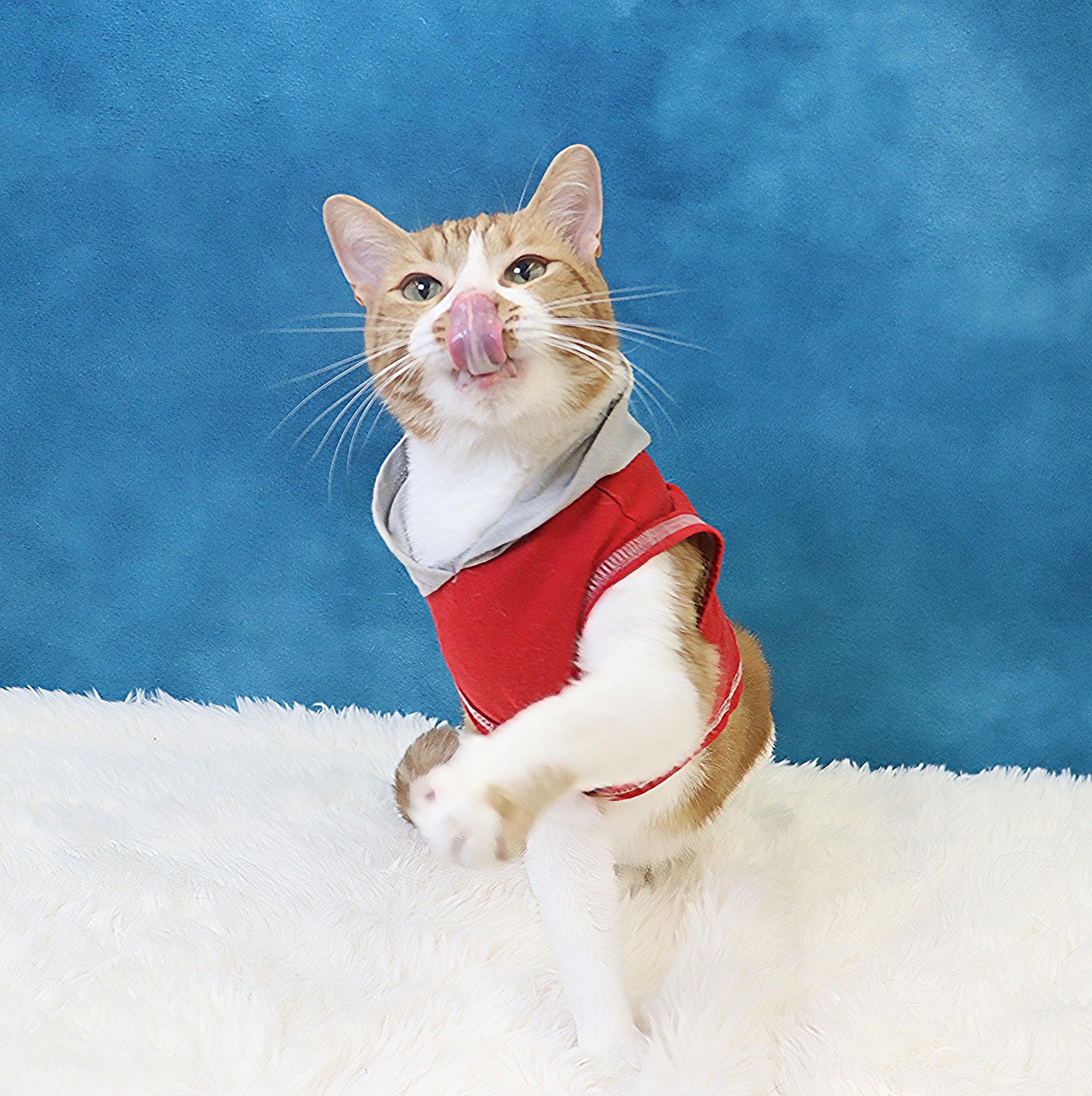 Biggio - Silly, Fun and Flirty - Total Character, a Adoptable Domestic Short Hair in League City, TX image 3/6