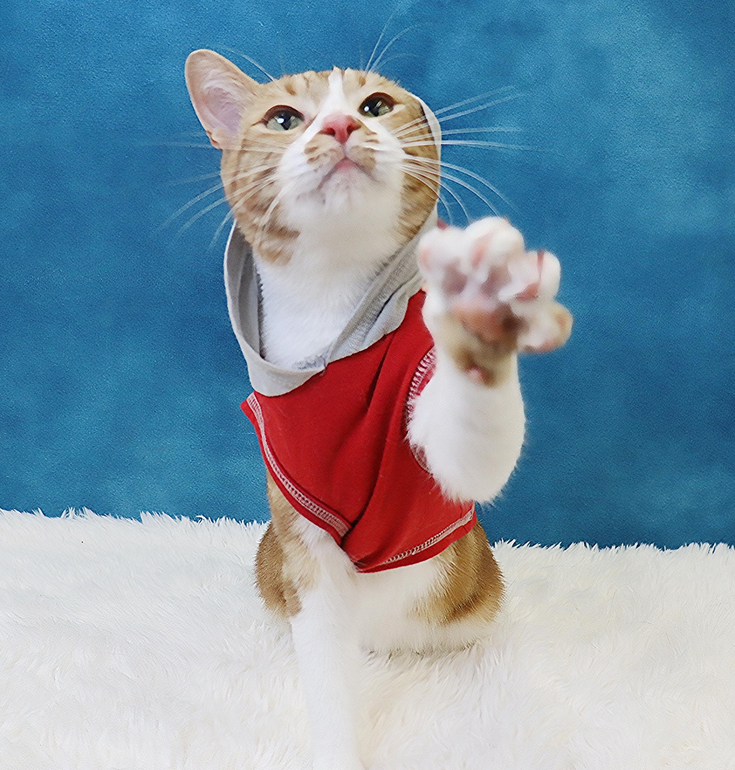 Biggio - Silly, Fun and Flirty - Total Character, a Adoptable Domestic Short Hair in League City, TX image 4/6