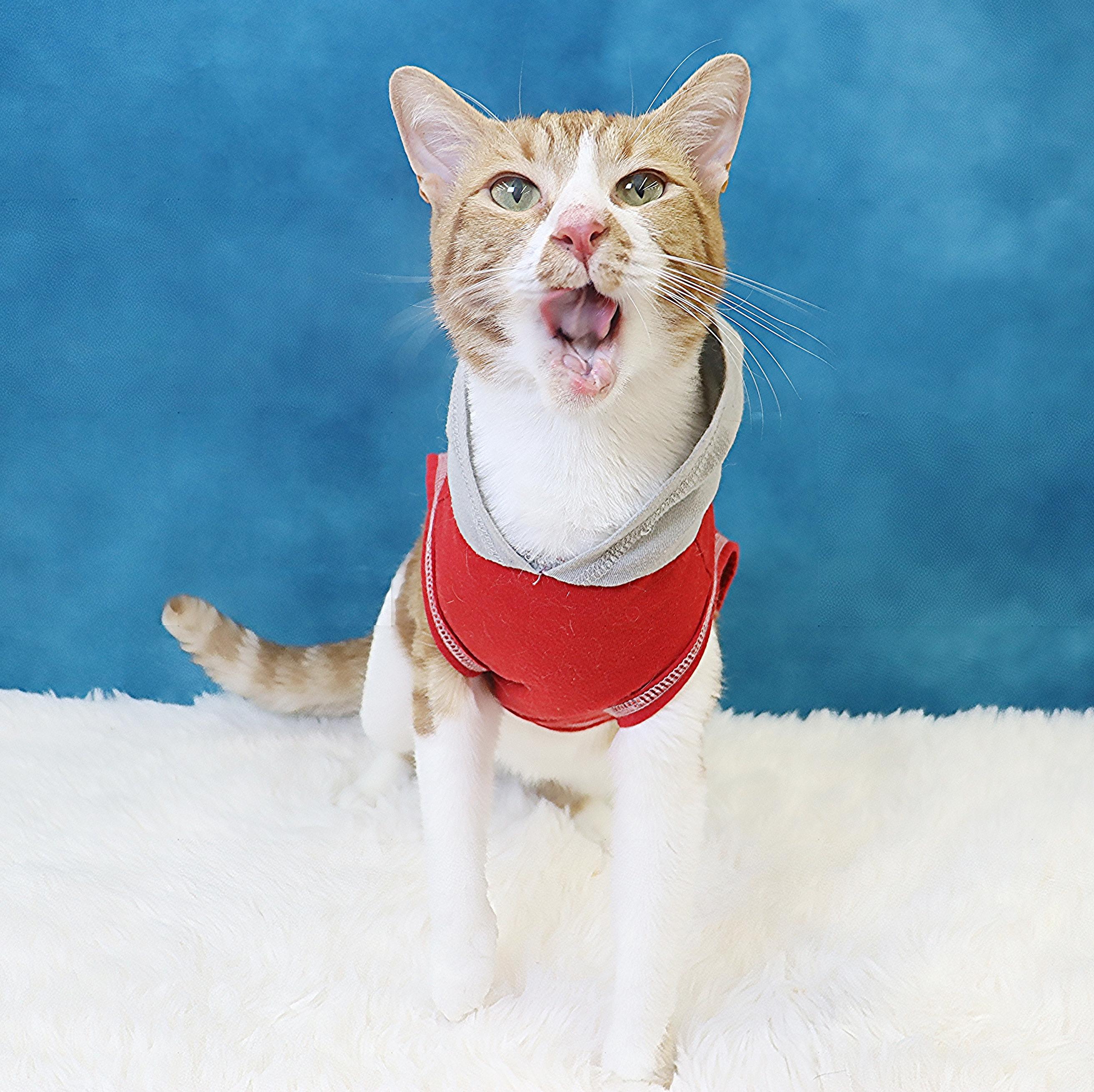 Biggio - Silly, Fun and Flirty - Total Character, a Adoptable Domestic Short Hair in League City, TX image 5/6