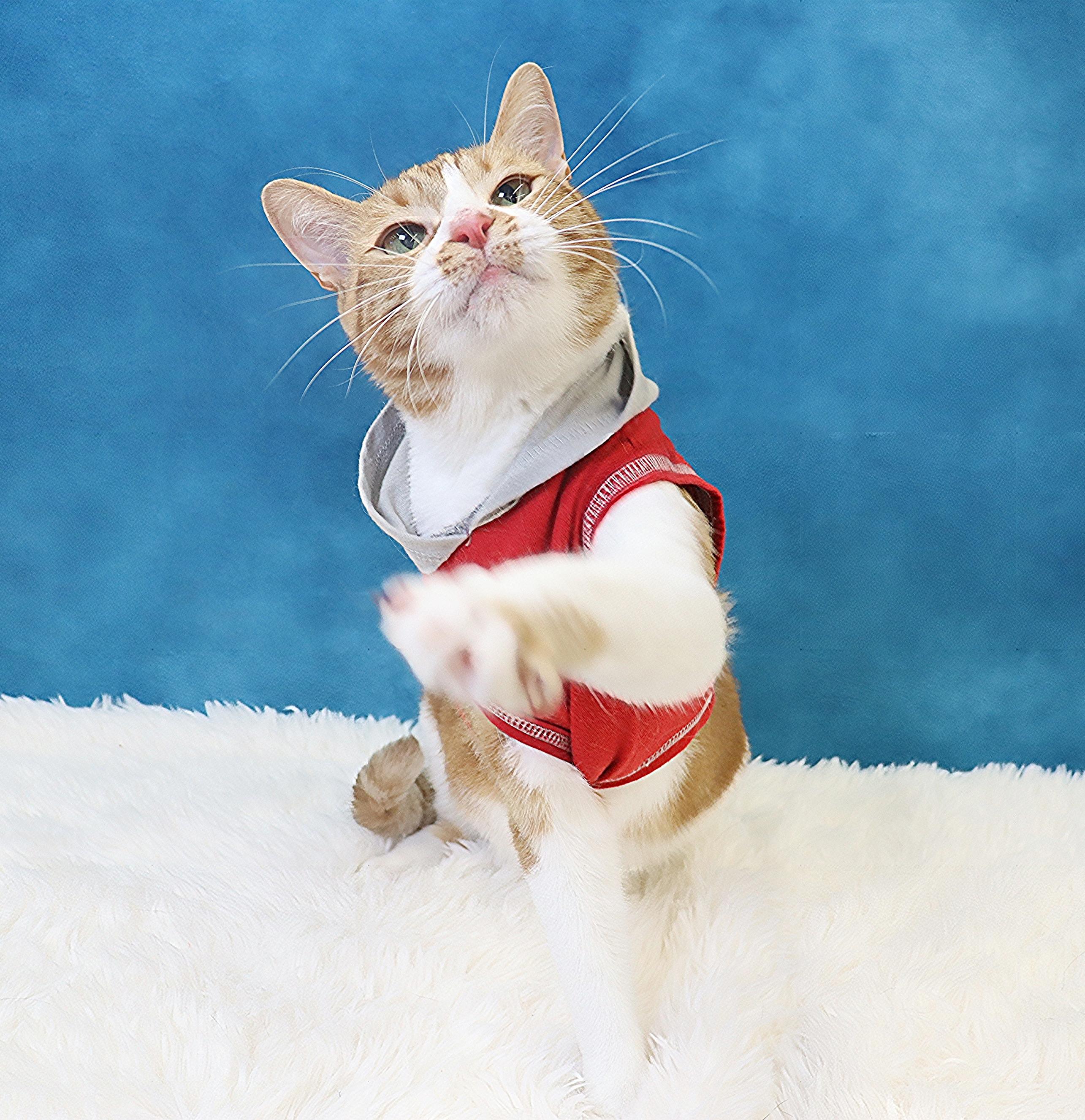 Biggio - Silly, Fun and Flirty - Total Character