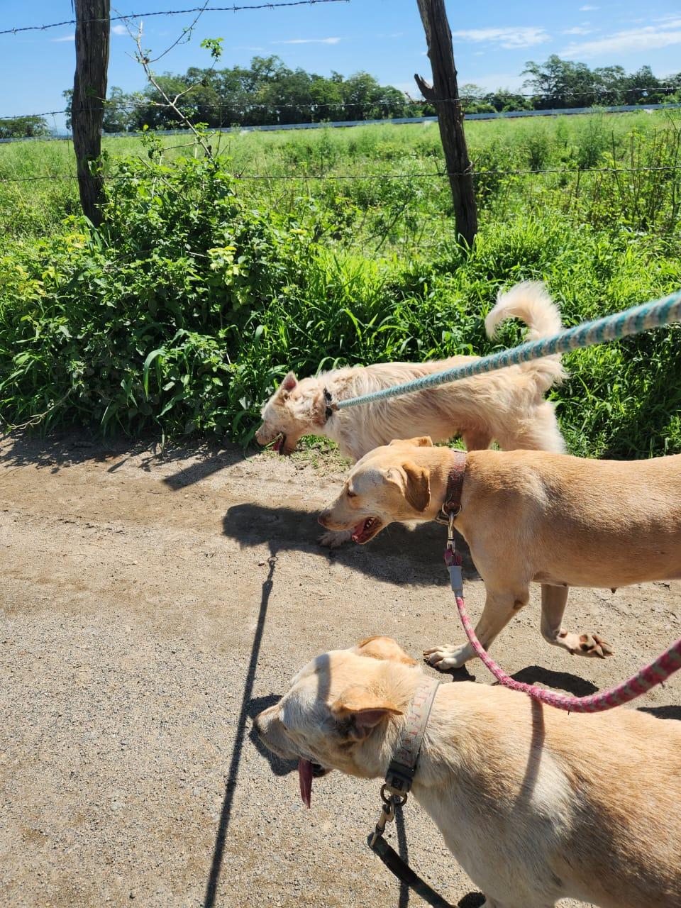Molly, Adoptable, Adult Female Yellow Labrador Retriever.