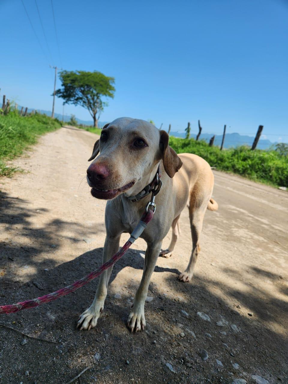 Molly, an adoptable Yellow Labrador Retriever in EL COLORADO, JAL, 48265 | Photo Image 4