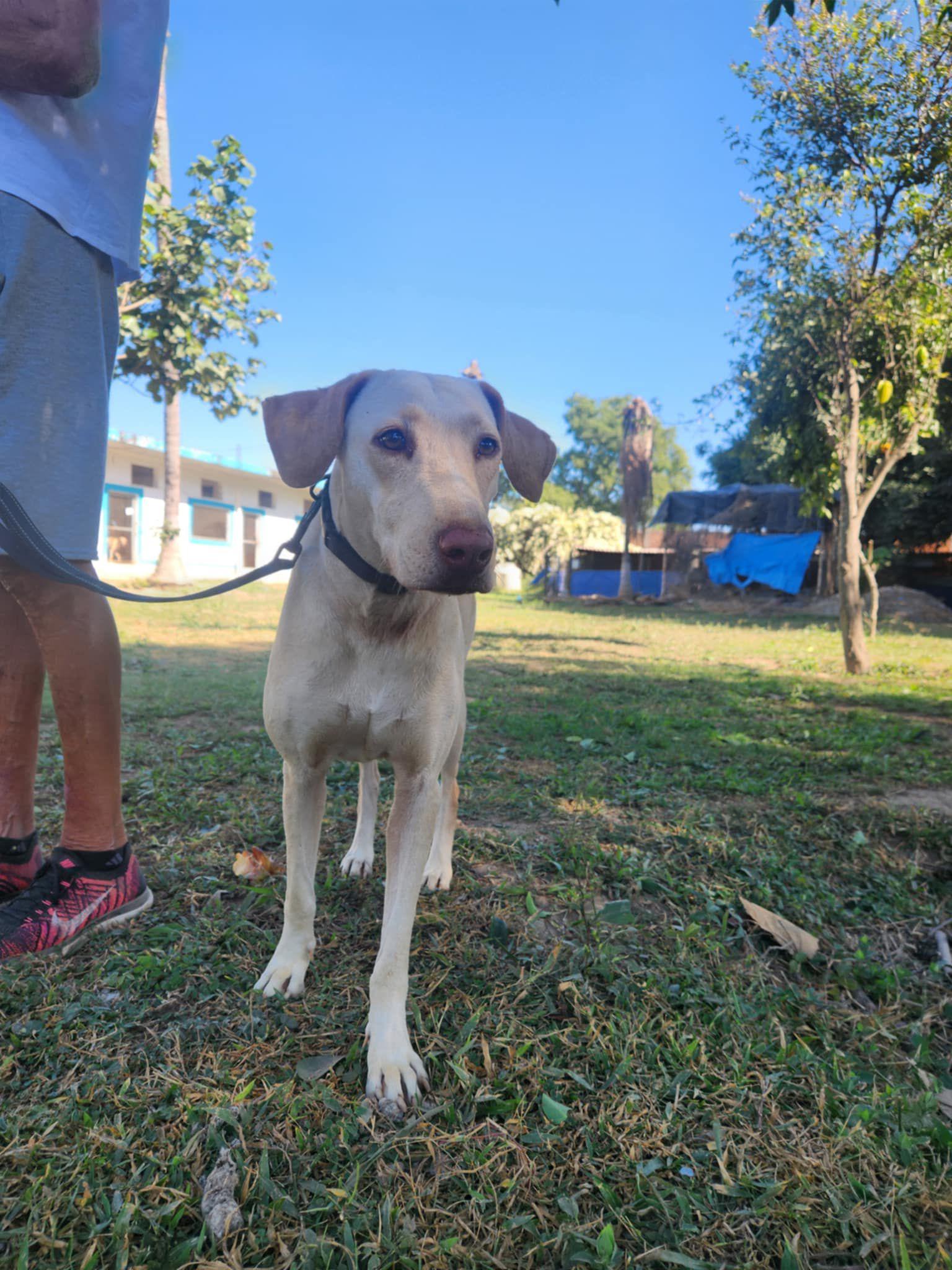 Molly, an adoptable Yellow Labrador Retriever in EL COLORADO, JAL, 48265 | Photo Image 1