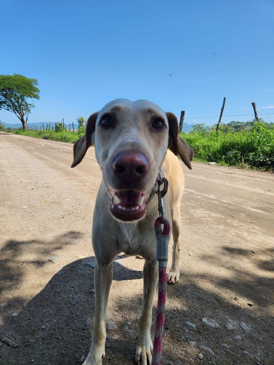 Molly, an adoptable Yellow Labrador Retriever in EL COLORADO, JAL, 48265 | Photo Image 3