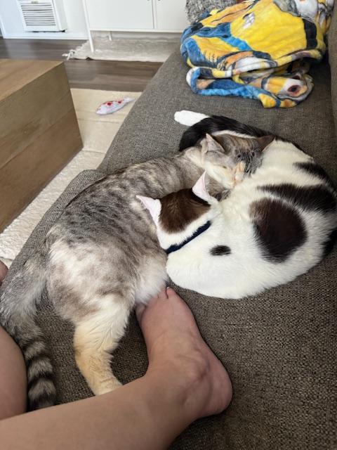 Willow and Jinx - What a Lovely Pair!