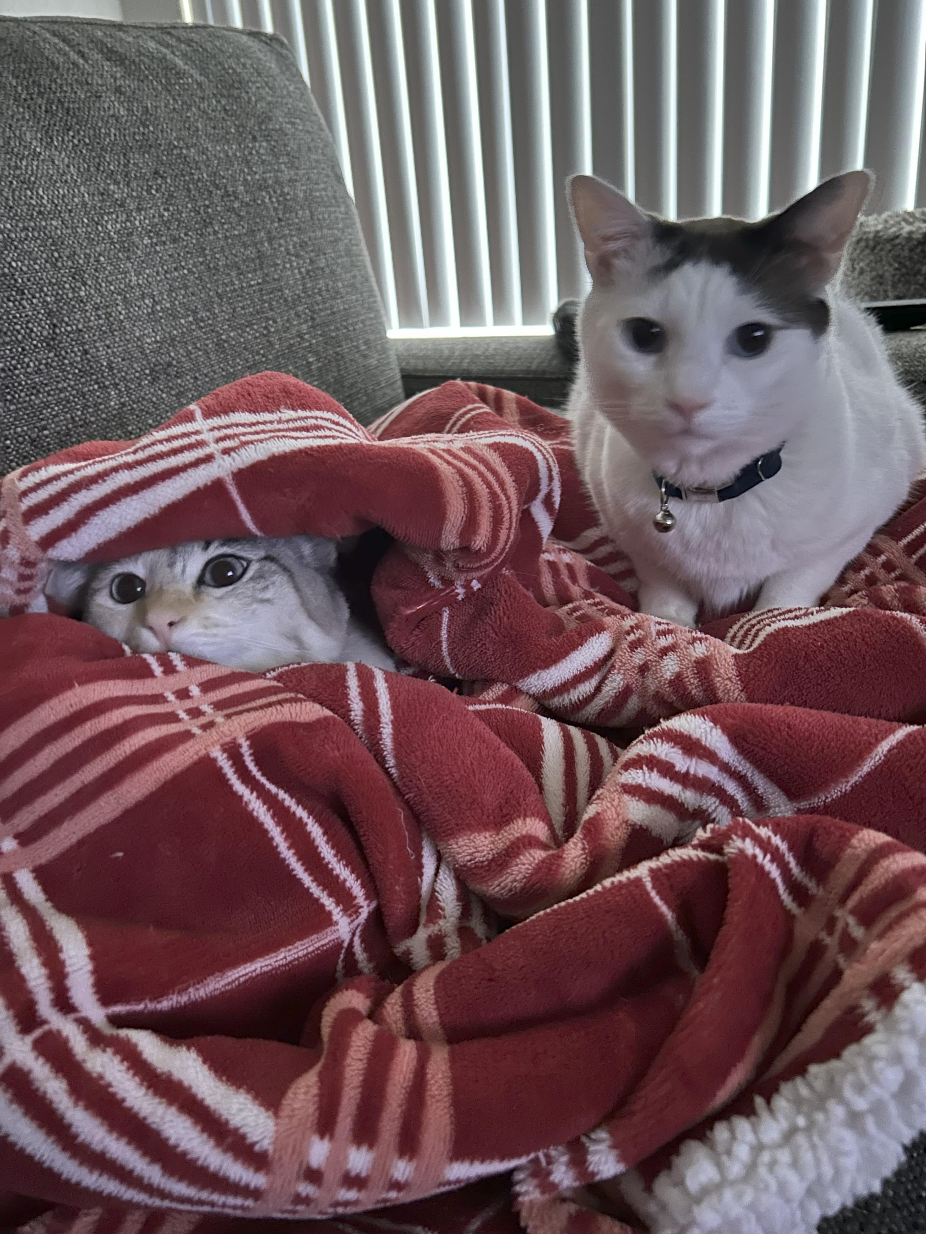 Willow and Jinx - What a Lovely Pair!