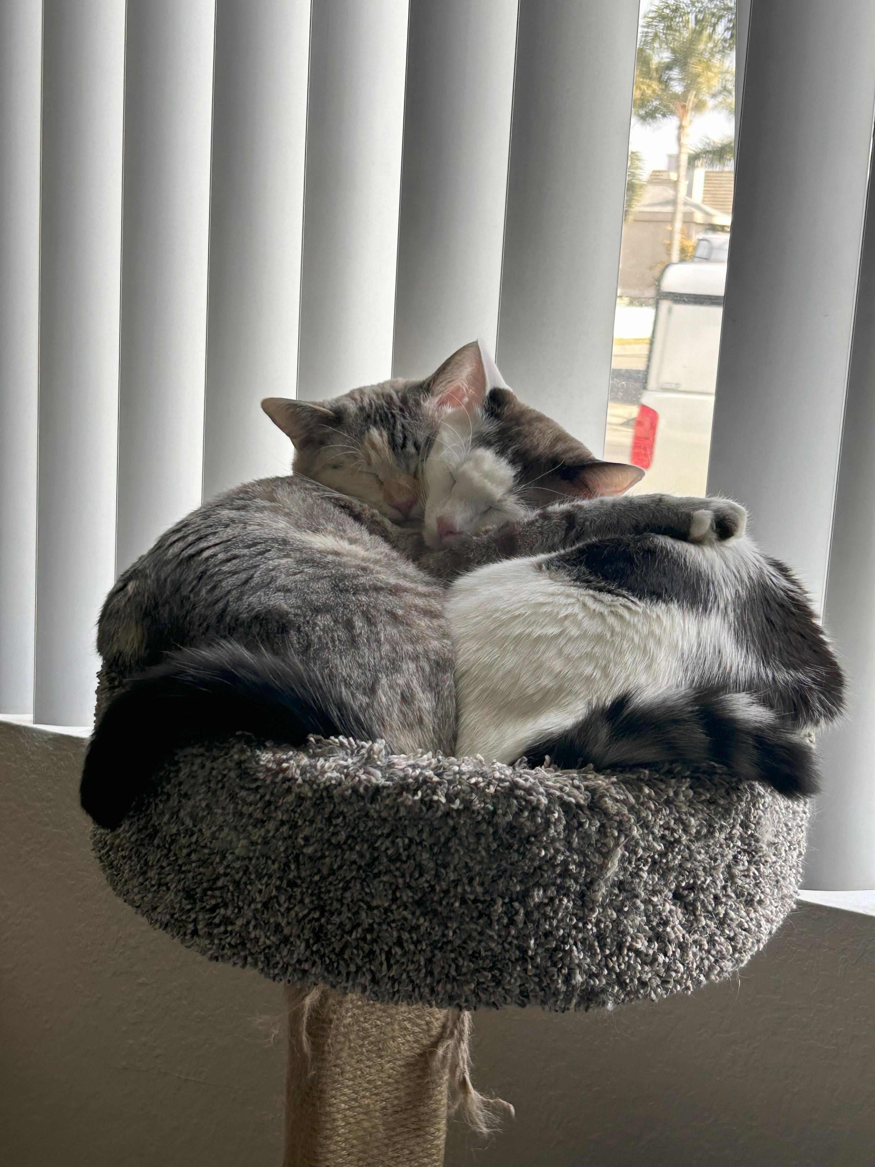 Willow and Jinx - What a Lovely Pair!