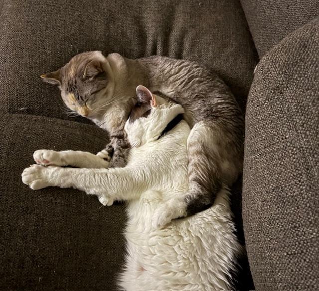 Willow and Jinx - What a Lovely Pair!