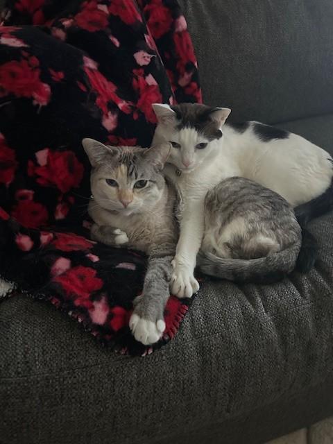Willow and Jinx - What a Lovely Pair!