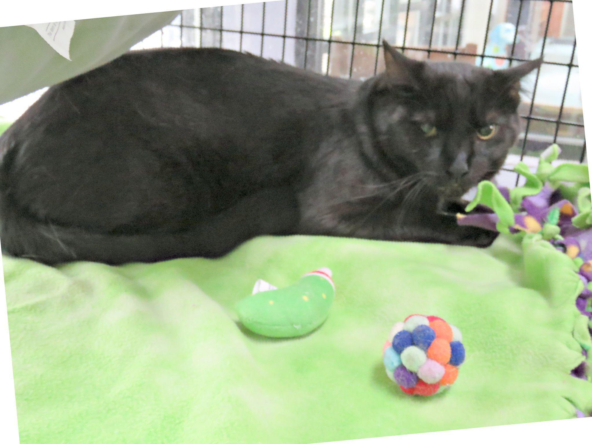 Enlarge Milo, an adopted mixed breed in Lexington, VA image 2/2