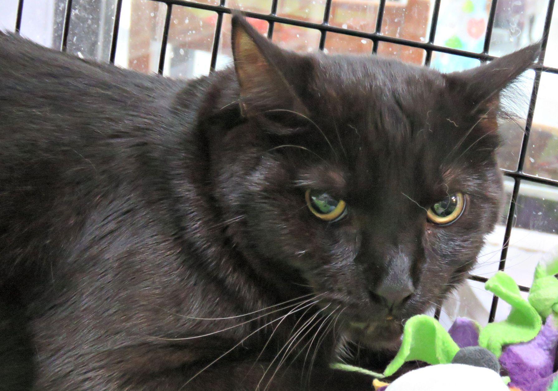 Enlarge Milo, an adopted mixed breed in Lexington, VA image 1/2