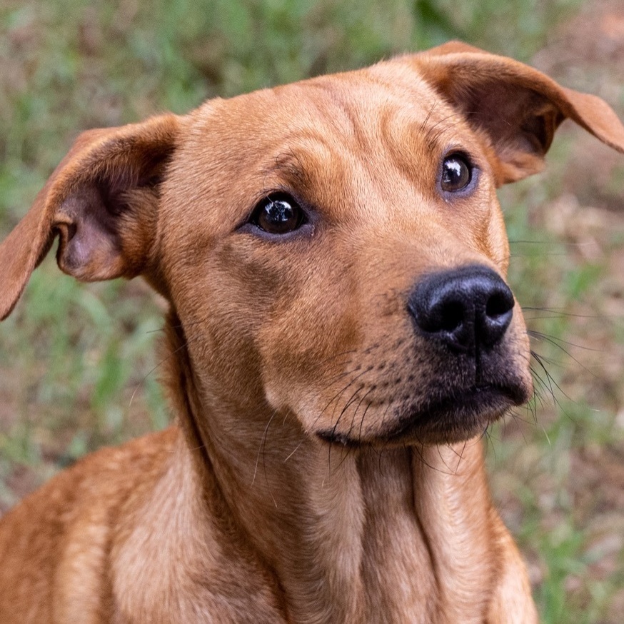 Nicholas, a Adoptable mixed breed in Nacogdoches, TX image 1/10