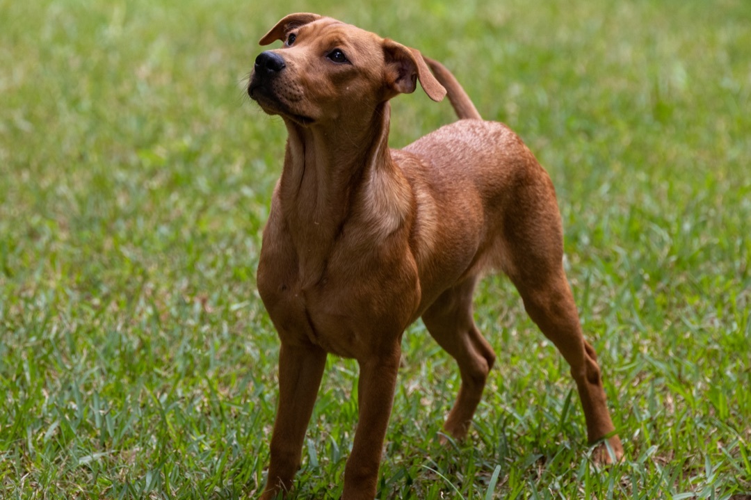 Nicholas, a Adoptable mixed breed in Nacogdoches, TX image 3/10