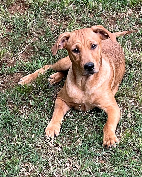 Nicholas, a Adoptable mixed breed in Nacogdoches, TX image 4/10