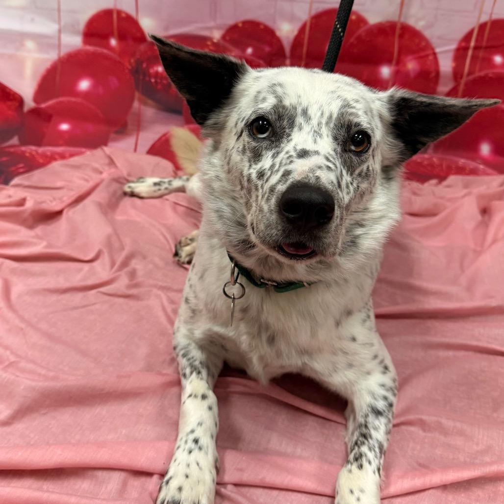 Roast, Adoptable, Adult Male Australian Cattle Dog / Blue Heeler.