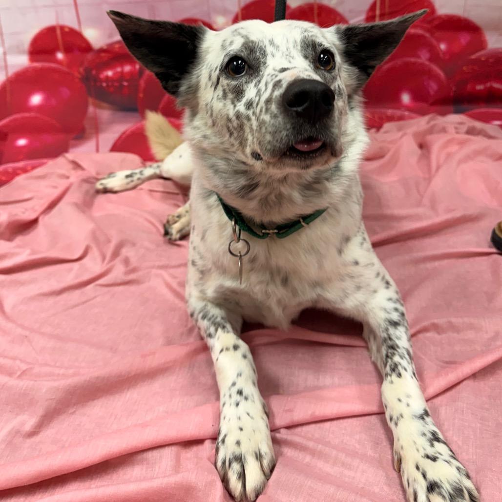 Roast, a Adoptable mixed breed in Incline Village, NV image 2/4