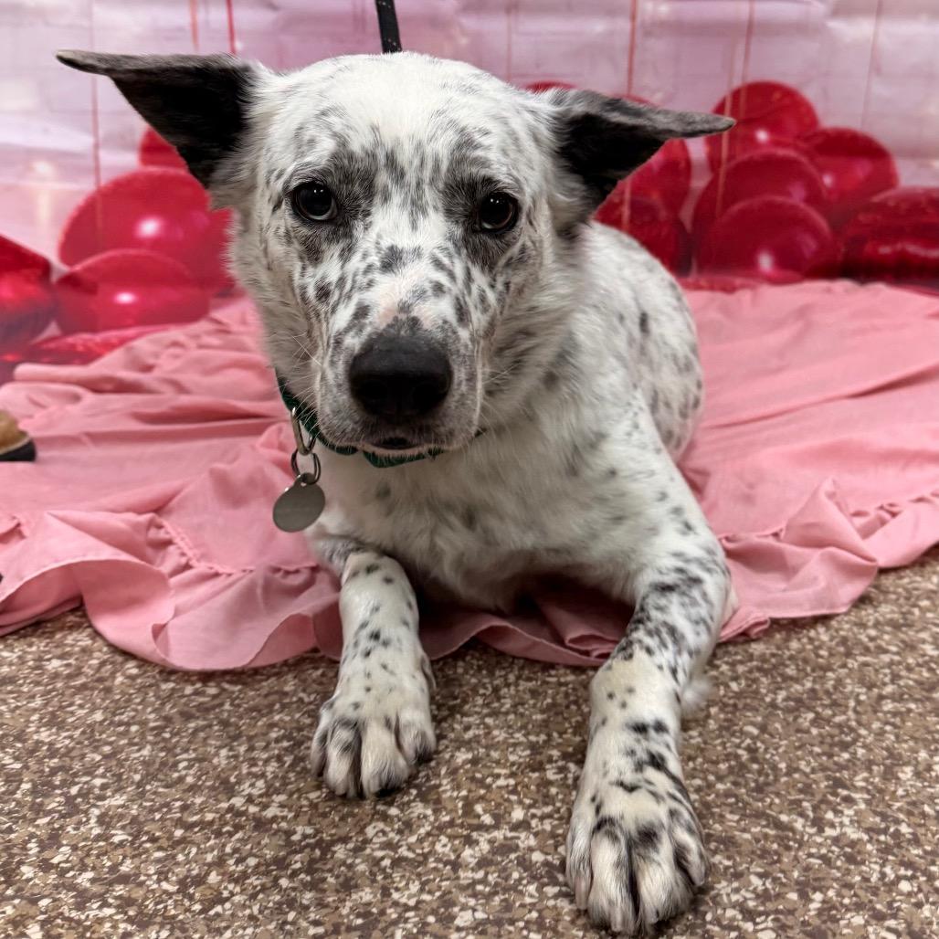 Roast, a Adoptable mixed breed in Incline Village, NV image 3/4