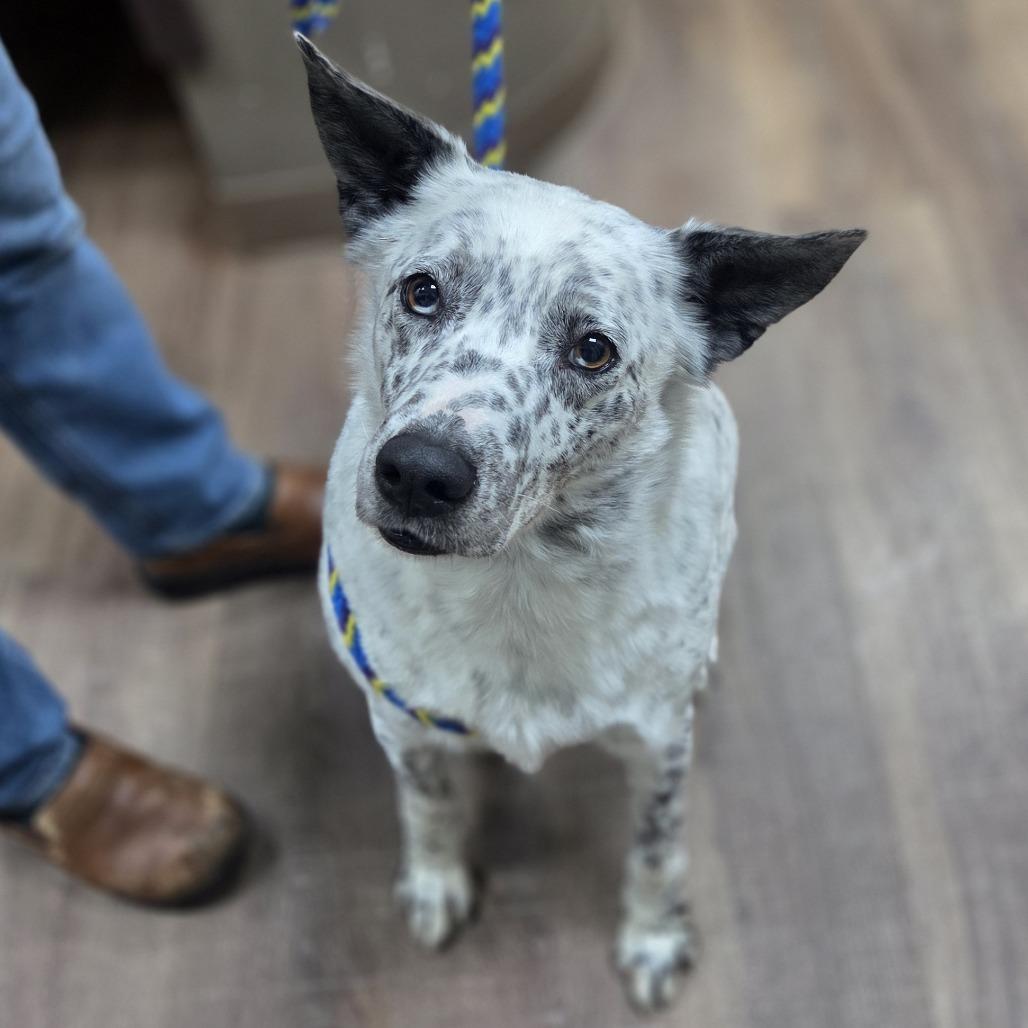 Roast, a Adoptable mixed breed in Incline Village, NV image 4/4