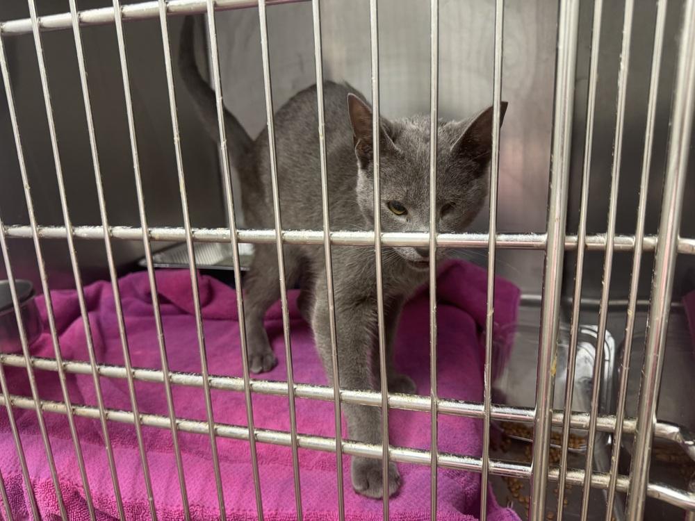 Willie James, Adoptable, Young Male Domestic Short Hair.