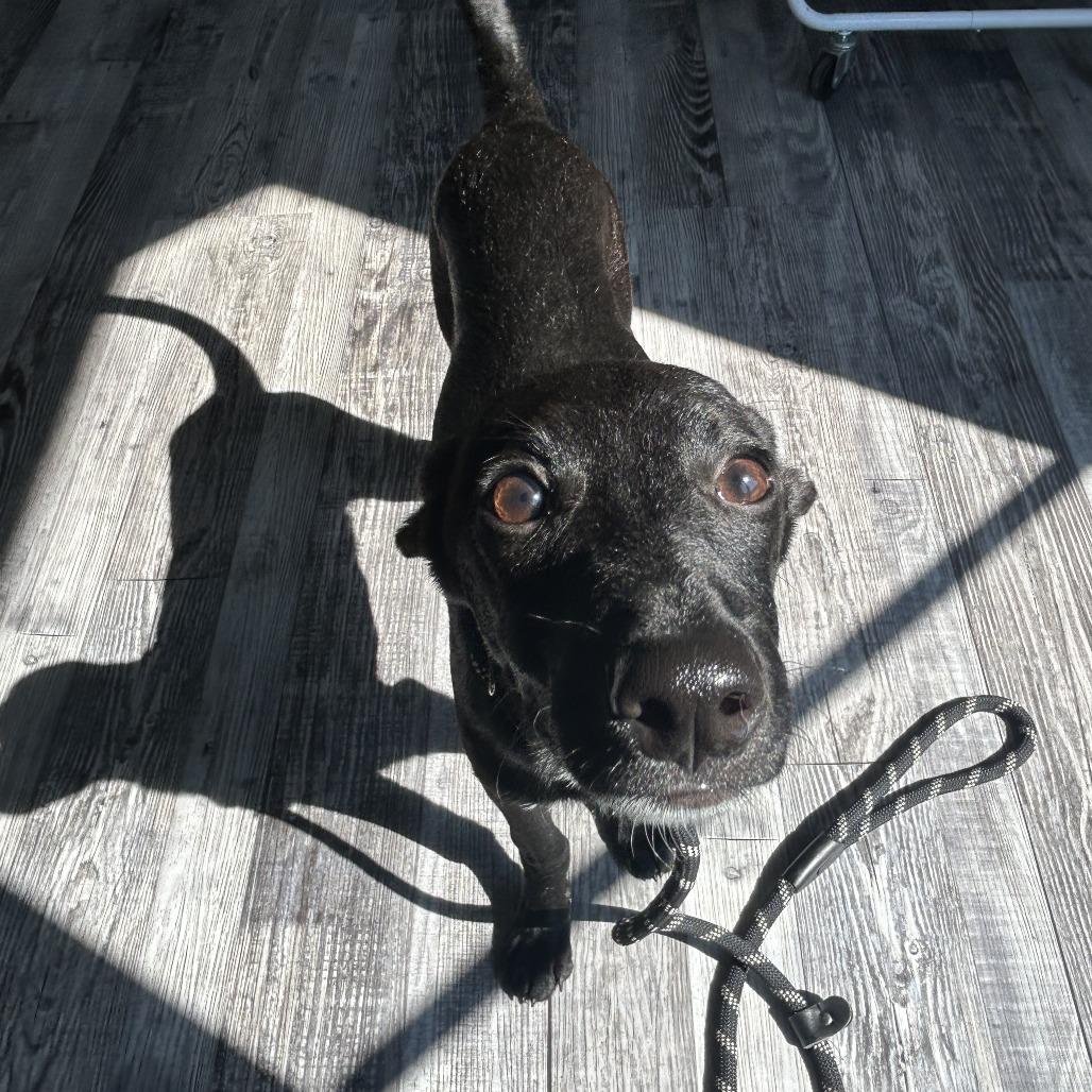 Enlarge Levi, a Adoptable mixed breed in St. Louis, MO image 3/3