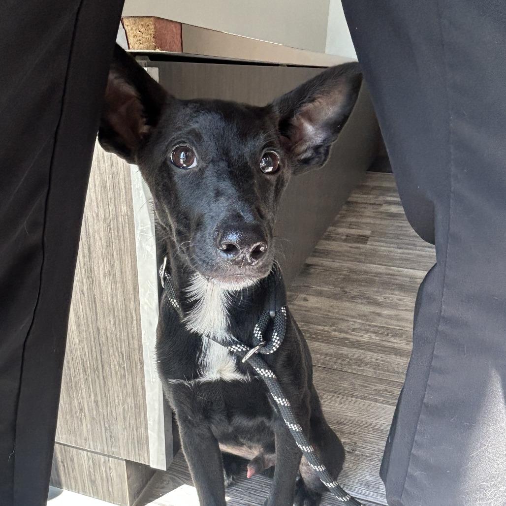 Levi, Adoptable, Young Male Chihuahua & Mixed Breed.
