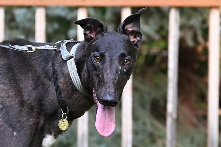 Zirc, Adopted, Adult Male Greyhound.