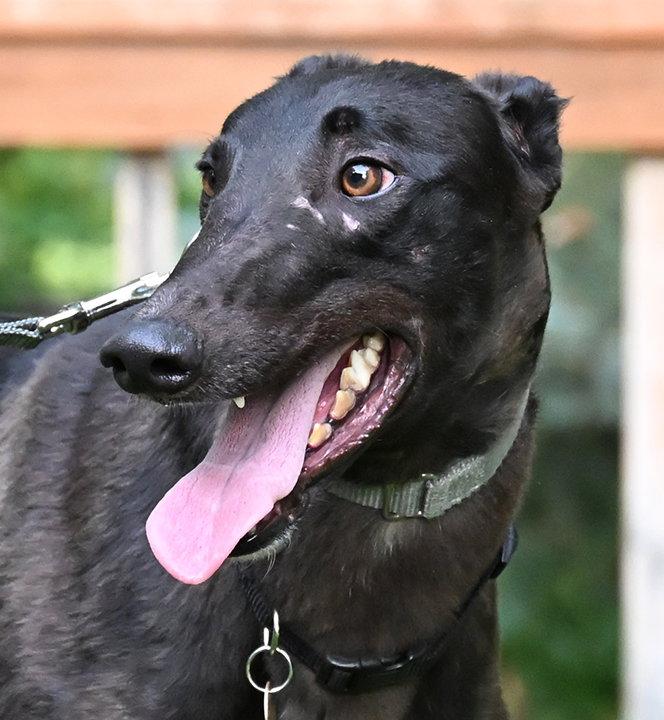 Enlarge Zirc, a Adopted Greyhound in Minneapolis, MN image 2/3