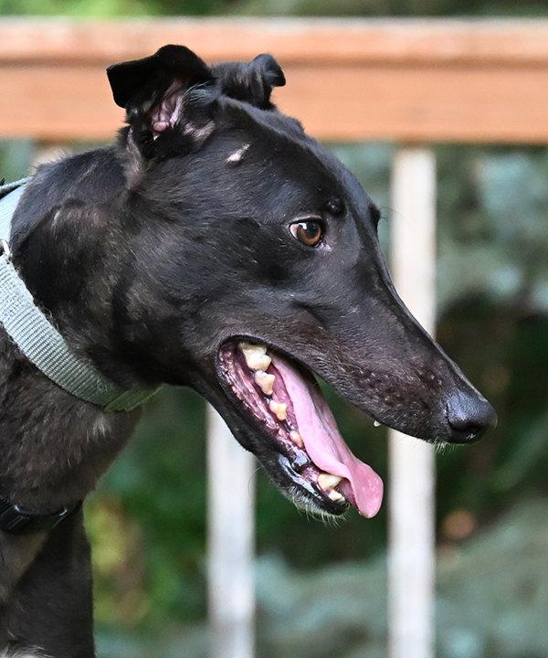Enlarge Zirc, a Adopted Greyhound in Minneapolis, MN image 3/3