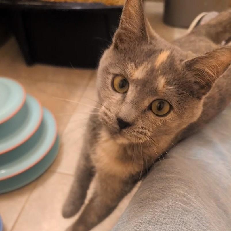 Aniaml Rizz Rizz - Adoptable Pet | Petfinder | Petfinder