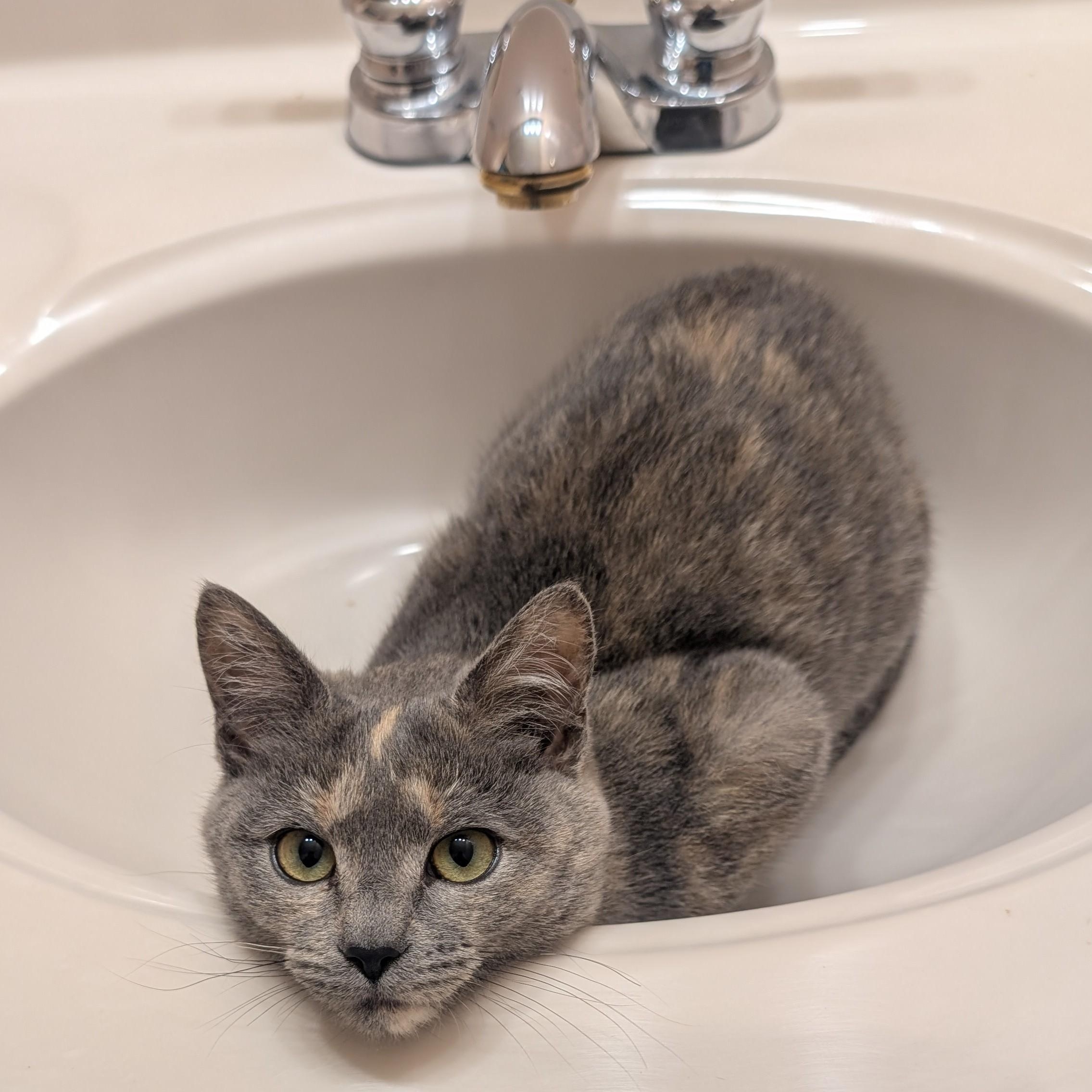 Aniaml Rizz Rizz - Adoptable Pet | Petfinder | Petfinder