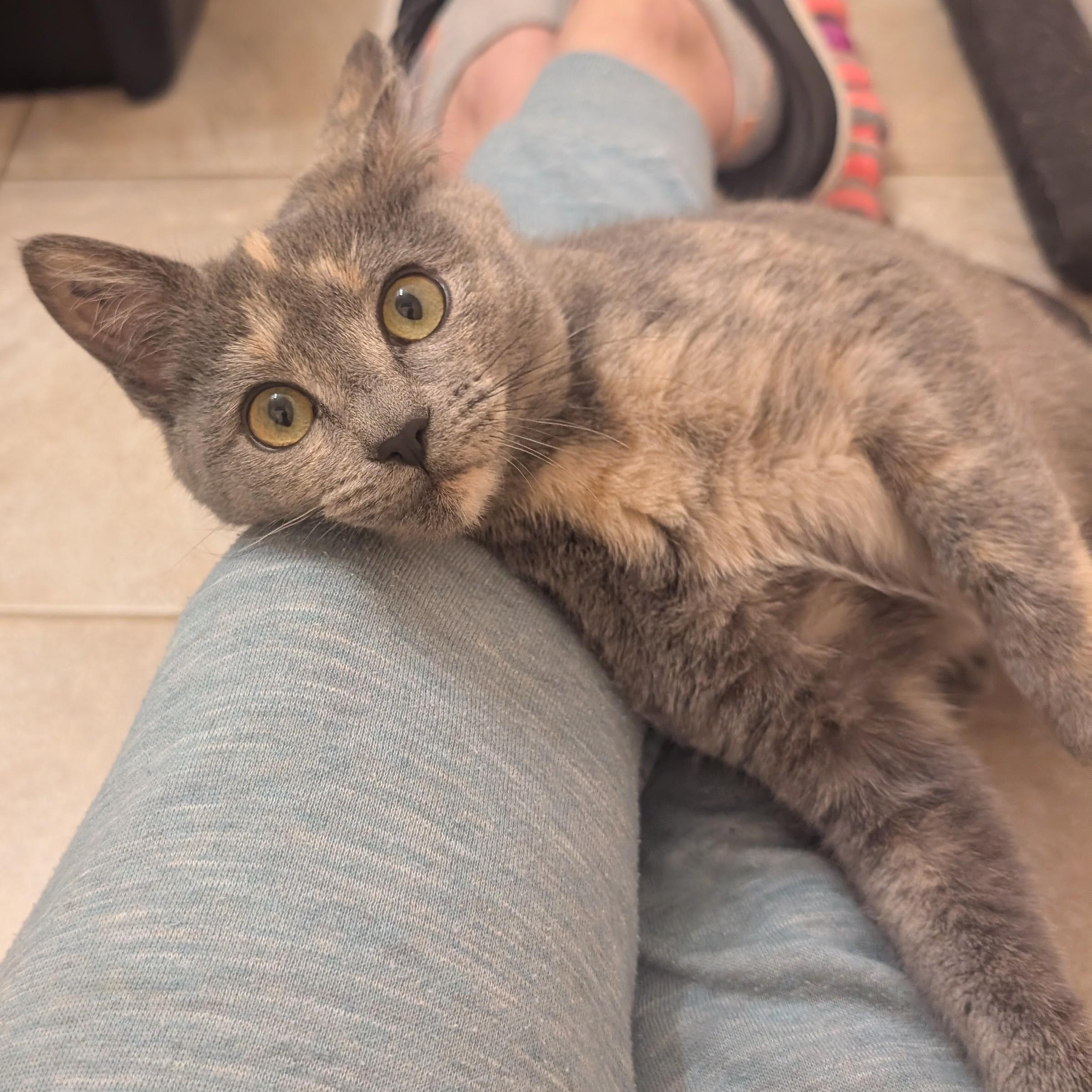 Aniaml Rizz Rizz - Adoptable Pet | Petfinder | Petfinder