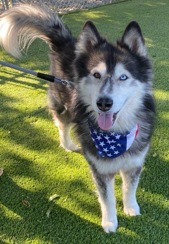 Baloo, a ADOPTABLE mixed breed in Colusa, CA image 4/6
