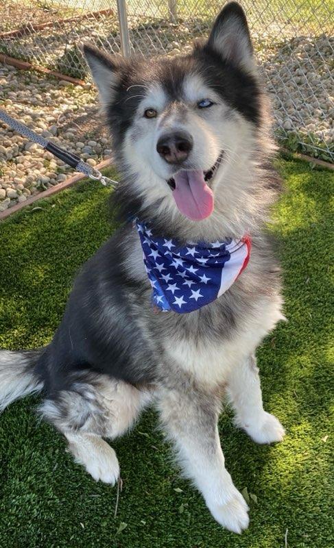 Baloo, a ADOPTABLE mixed breed in Colusa, CA image 3/6
