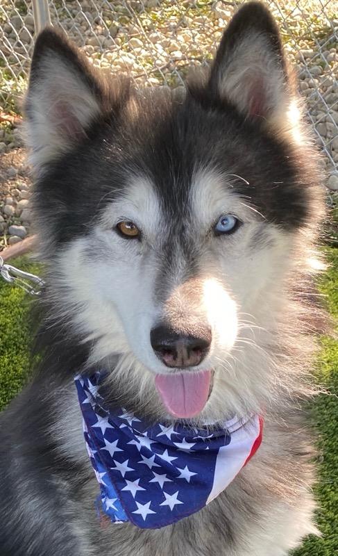 Baloo, a ADOPTABLE mixed breed in Colusa, CA image 6/6