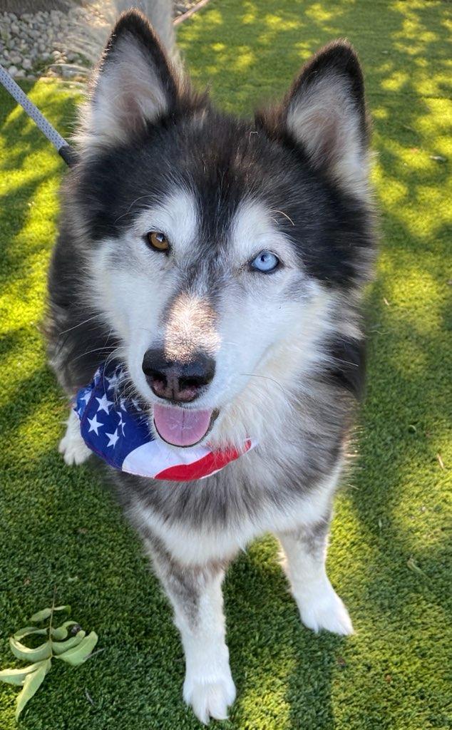 Baloo, a ADOPTABLE mixed breed in Colusa, CA image 2/6