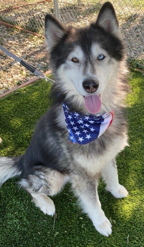 Baloo, ADOPTABLE, Adult Male Husky.