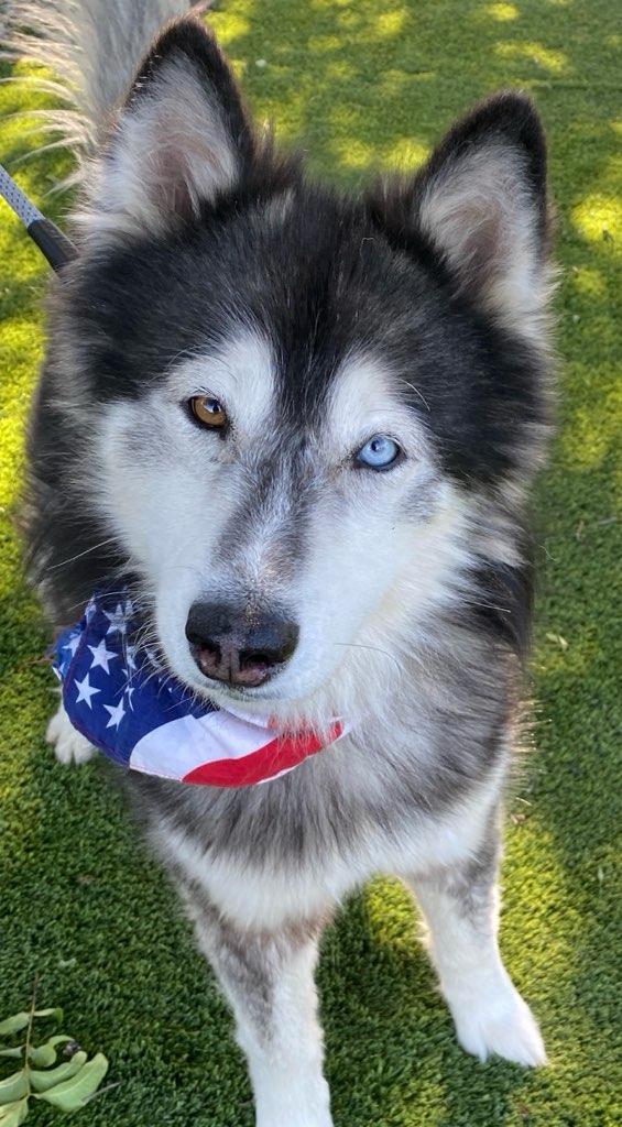 Baloo, a ADOPTABLE mixed breed in Colusa, CA image 5/6