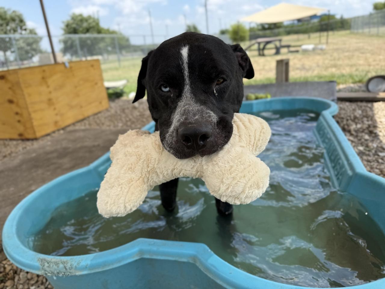 Enlarge Timmy, a Adoptable Mixed Breed in Georgetown, TX image 3/6