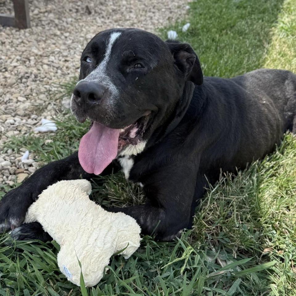 Enlarge Timmy, a Adoptable Mixed Breed in Georgetown, TX image 1/6