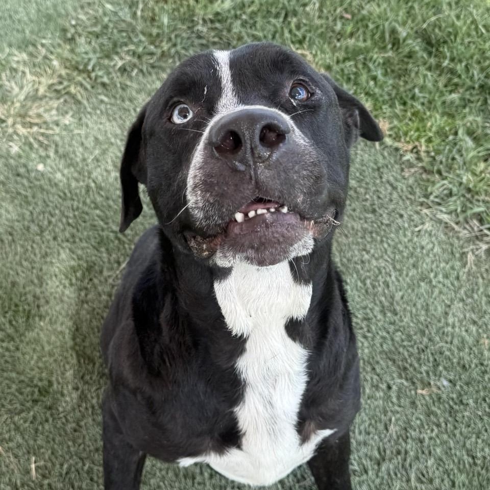 Enlarge Timmy, a Adoptable Mixed Breed in Georgetown, TX image 5/6
