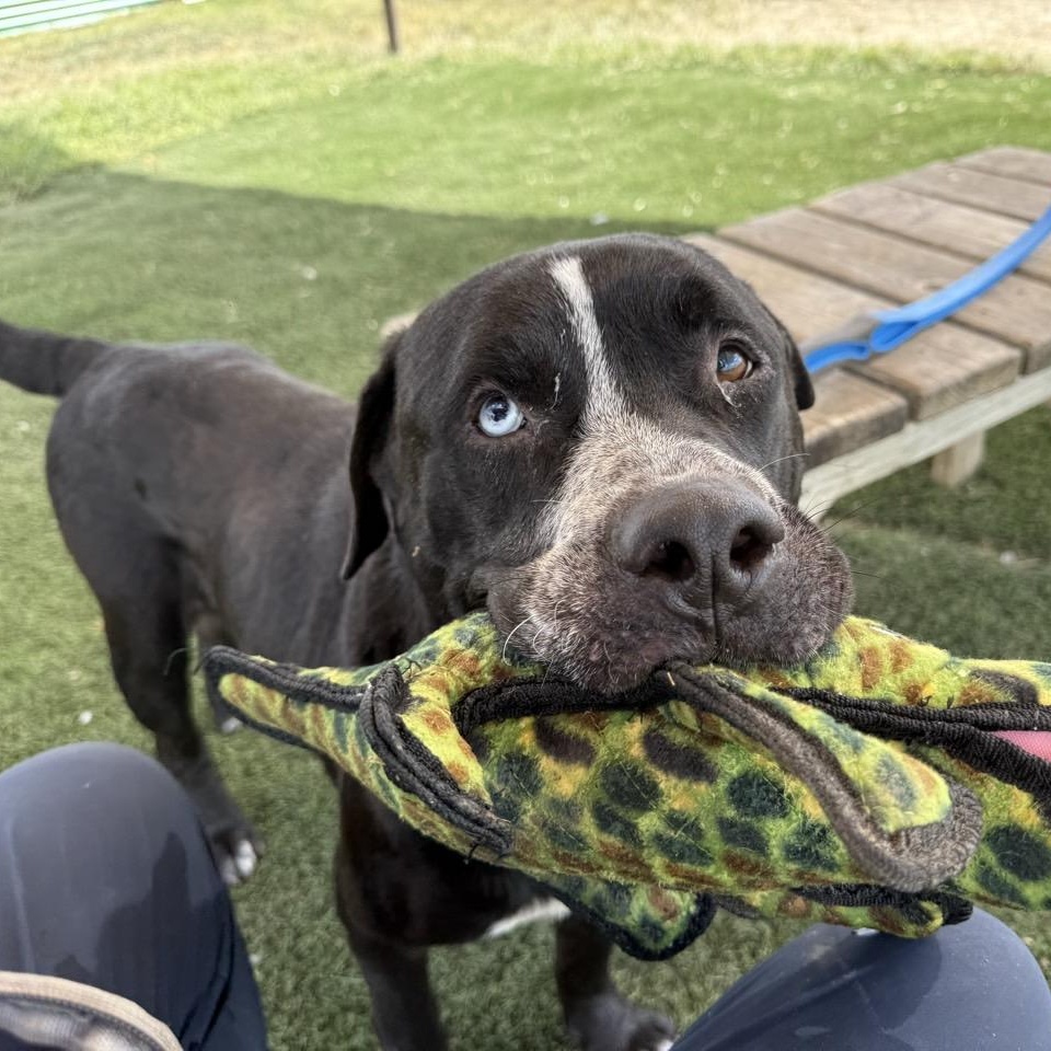 Enlarge Timmy, a Adoptable Mixed Breed in Georgetown, TX image 6/6