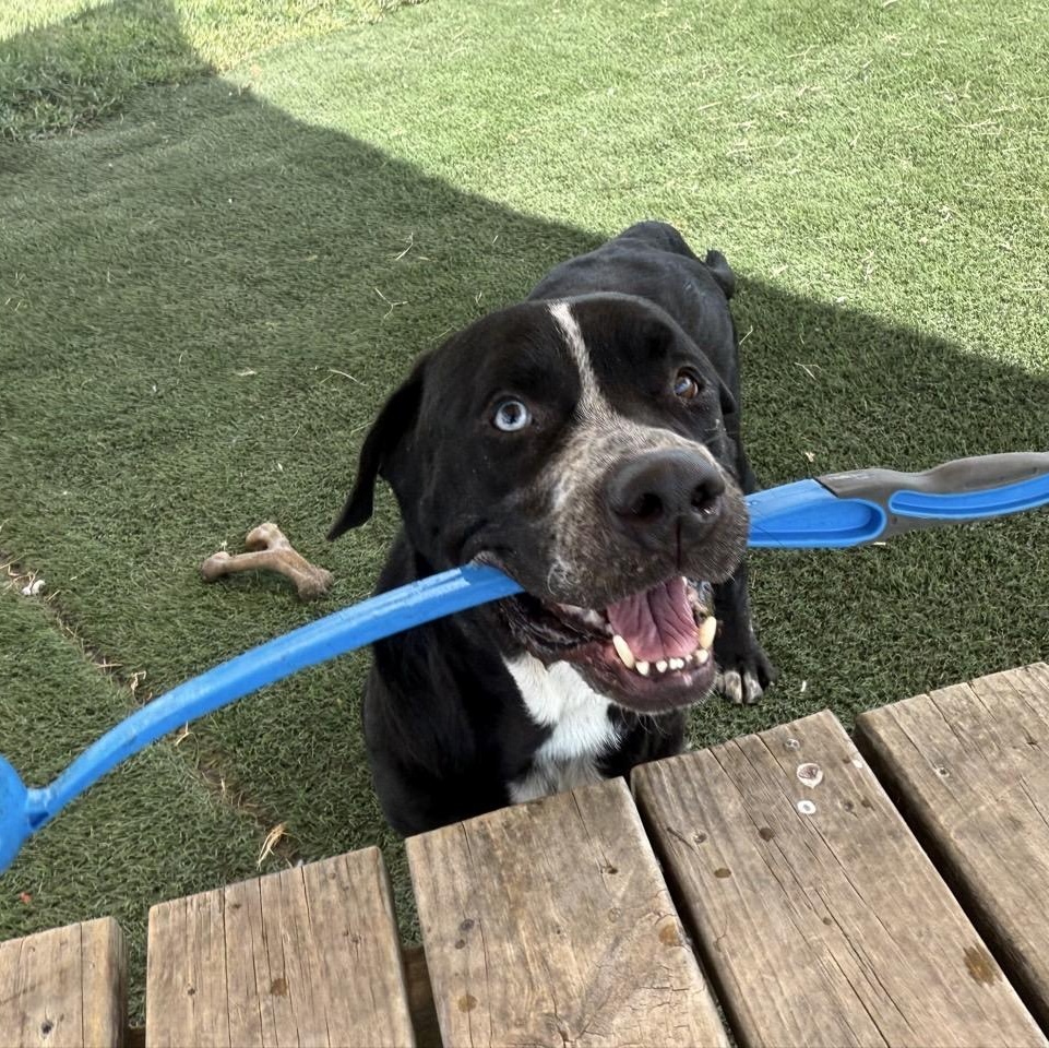 Enlarge Timmy, a Adoptable Mixed Breed in Georgetown, TX image 2/6