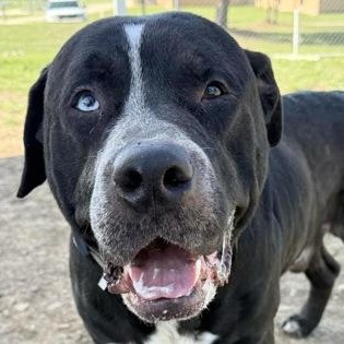 Timmy, Adoptable, Adult Male Mixed Breed.