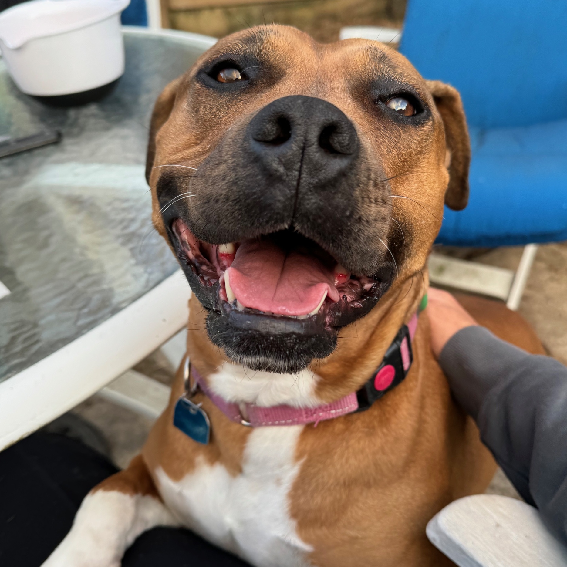 Cheesecake, a Adoptable American Staffordshire Terrier in Berkeley, CA image 3/6