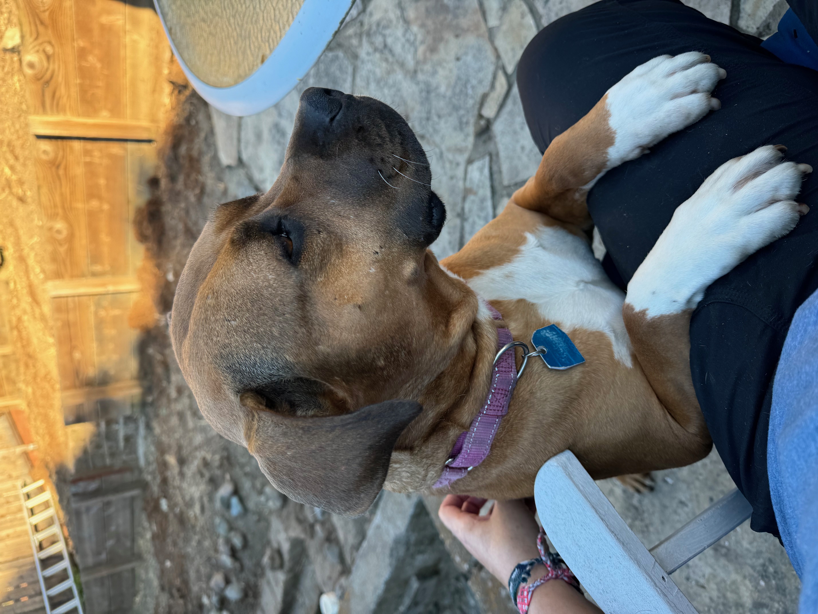 Cheesecake, a Adoptable American Staffordshire Terrier in Berkeley, CA image 2/6