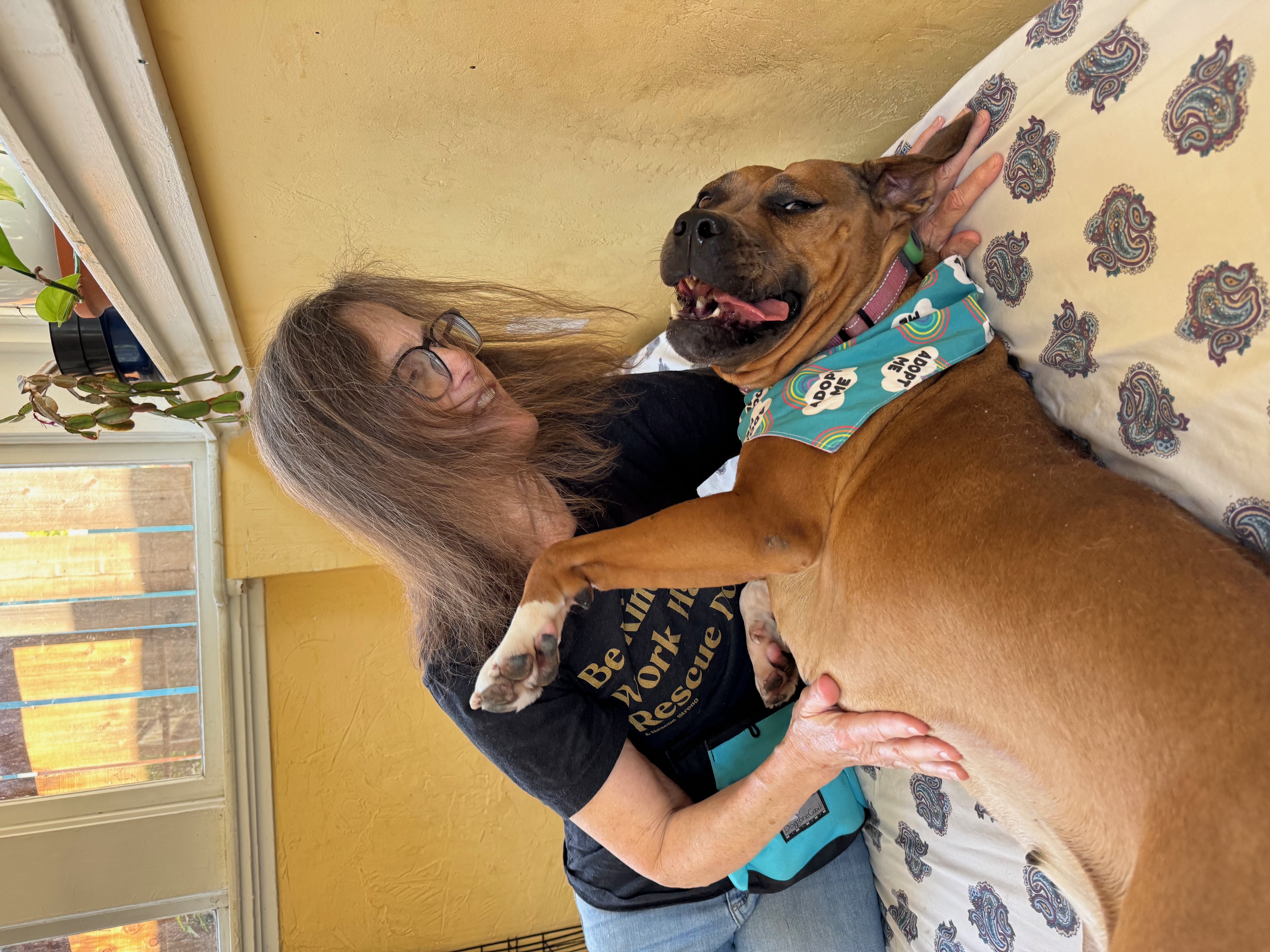 Cheesecake, a Adoptable American Staffordshire Terrier in Berkeley, CA image 4/6