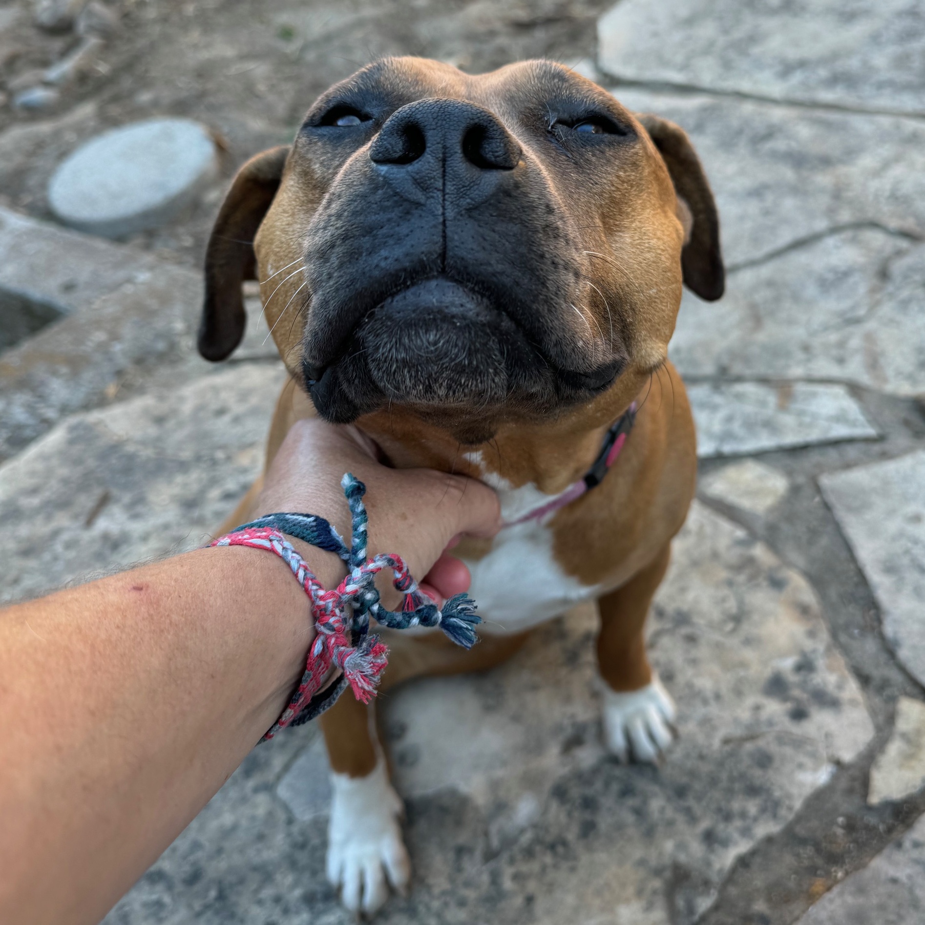 Cheesecake, a Adoptable American Staffordshire Terrier in Berkeley, CA image 6/6