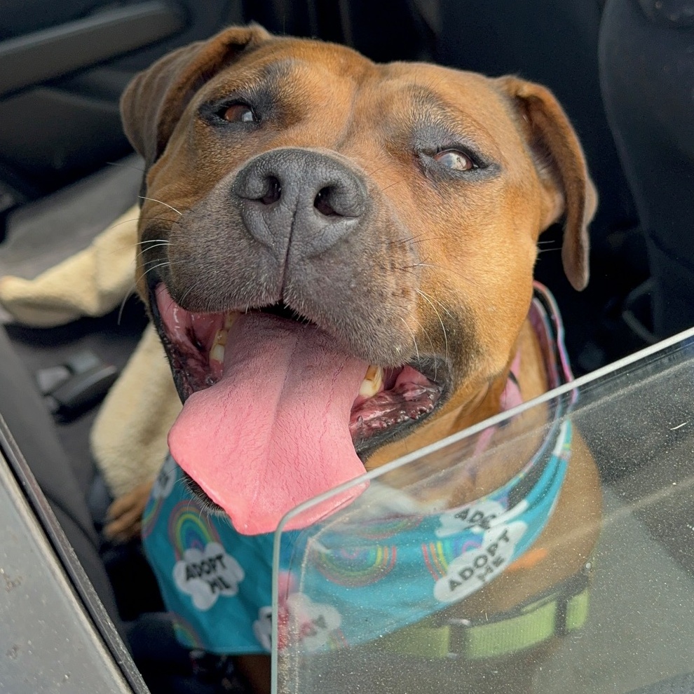 Cheesecake, a Adoptable American Staffordshire Terrier in Berkeley, CA image 1/6